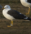 1cy fuscus in August, ringed in Finland. (81365 bytes)